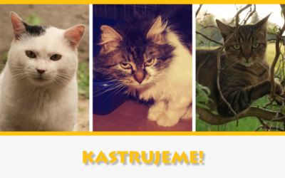 Veterinární péče pro kočičky