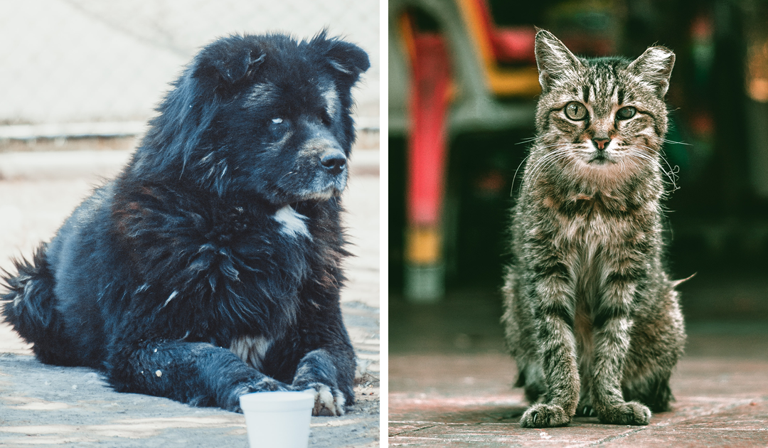 Na veterinární péči pro strýčka příhodu