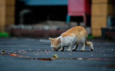 Kočičí bezdomovci a proč je krmit
