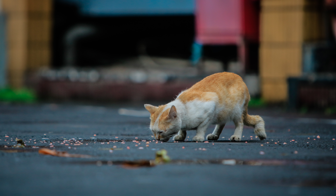 Kočičí bezdomovci a proč je krmit