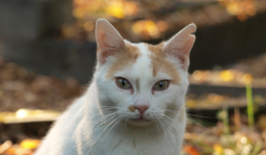 Označení kastrované kočky zástřihem, tzv. cvikem zpravidla levého ušního boltce